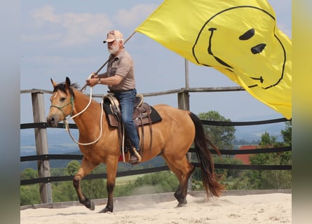 American Quarter Horse, Wallach, 3 Jahre, 155 cm, Buckskin