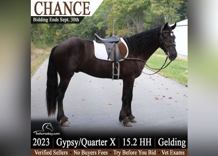 American Quarter Horse, Wallach, 3 Jahre, 157 cm, Rappe