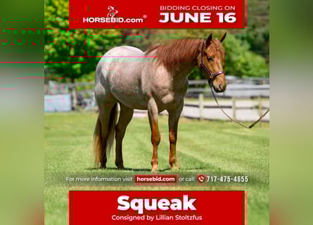 American Quarter Horse, Wallach, 3 Jahre, 157 cm, Roan-Red