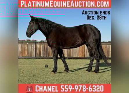 American Quarter Horse, Wallach, 3 Jahre, 175 cm, Rappe