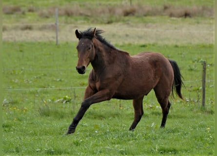 American Quarter Horse, Wallach, 3 Jahre, Brauner