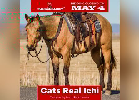 American Quarter Horse, Wallach, 3 Jahre, Buckskin