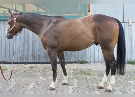 American Quarter Horse, Wallach, 3 Jahre, Dunkelbrauner