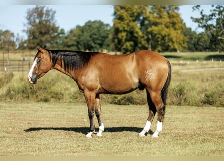 American Quarter Horse, Wallach, 3 Jahre, Falbe