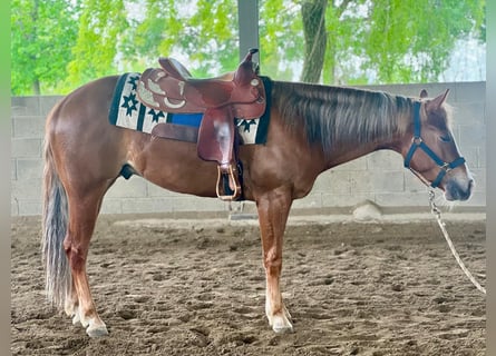 American Quarter Horse, Wallach, 3 Jahre, Fuchs