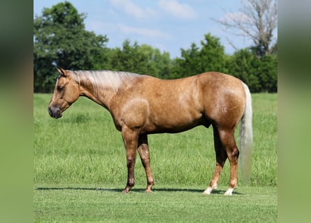 American Quarter Horse, Wallach, 3 Jahre, Palomino