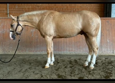 American Quarter Horse, Wallach, 3 Jahre, Palomino