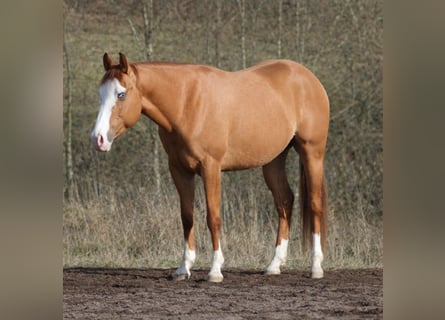American Quarter Horse, Wallach, 3 Jahre, Red Dun