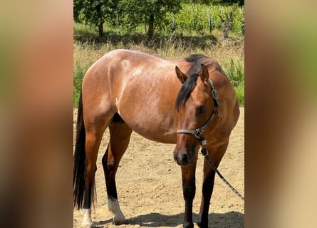 American Quarter Horse, Wallach, 3 Jahre, Roan-Bay
