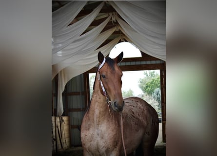 American Quarter Horse, Wallach, 3 Jahre, Roan-Bay