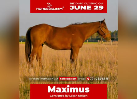 American Quarter Horse, Wallach, 3 Jahre, Rotbrauner