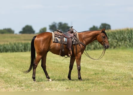 American Quarter Horse, Wallach, 3 Jahre, Rotbrauner