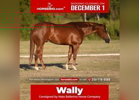 American Quarter Horse, Wallach, 3 Jahre, Rotfuchs