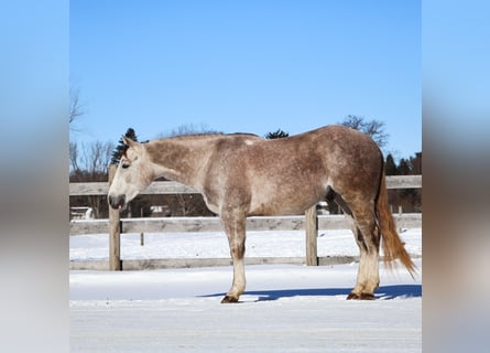American Quarter Horse, Wallach, 4 Jahre, 142 cm, Apfelschimmel
