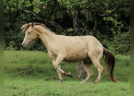 American Quarter Horse, Wallach, 4 Jahre, 142 cm, Champagne