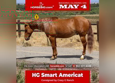 American Quarter Horse, Wallach, 4 Jahre, 142 cm, Red Dun