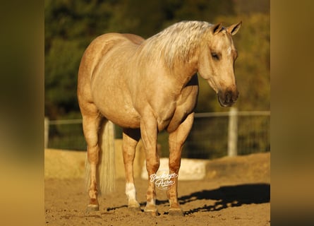 American Quarter Horse, Wallach, 4 Jahre, 145 cm, Palomino