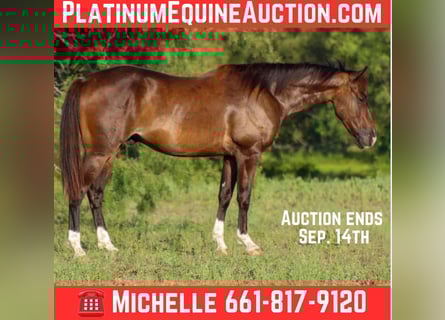 American Quarter Horse, Wallach, 4 Jahre, 145 cm, Rotbrauner