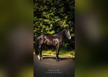 American Quarter Horse, Wallach, 4 Jahre, 146 cm, Rappe