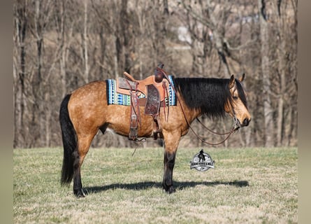 American Quarter Horse, Wallach, 4 Jahre, 147 cm, Buckskin