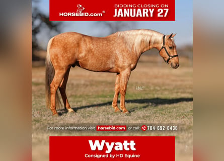 American Quarter Horse, Wallach, 4 Jahre, 147 cm, Palomino