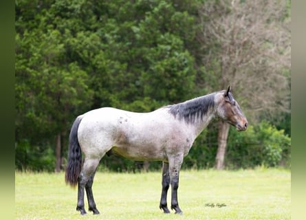 American Quarter Horse, Wallach, 4 Jahre, 147 cm, Roan-Blue