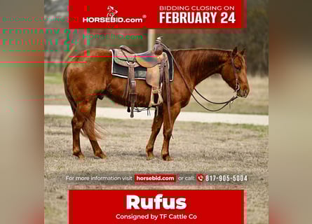 American Quarter Horse, Wallach, 4 Jahre, 147 cm, Rotfuchs