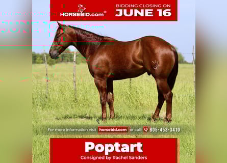 American Quarter Horse, Wallach, 4 Jahre, 147 cm, Rotfuchs