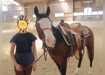 American Quarter Horse, Wallach, 4 Jahre, 149 cm, Brauner
