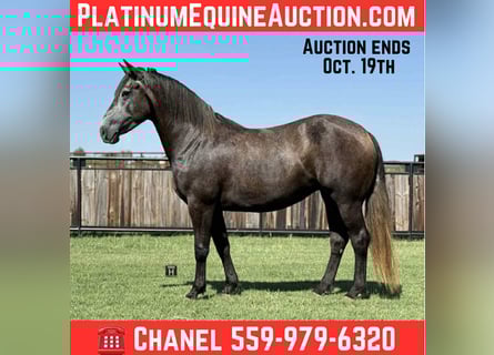 American Quarter Horse, Wallach, 4 Jahre, 150 cm, Apfelschimmel