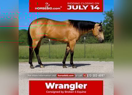 American Quarter Horse, Wallach, 4 Jahre, 150 cm, Buckskin