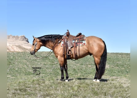 American Quarter Horse, Wallach, 4 Jahre, 150 cm, Buckskin