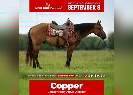 American Quarter Horse, Wallach, 4 Jahre, 150 cm, Falbe