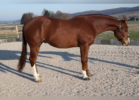 American Quarter Horse, Wallach, 4 Jahre, 150 cm, Fuchs