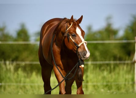 American Quarter Horse, Wallach, 4 Jahre, 150 cm, Fuchs
