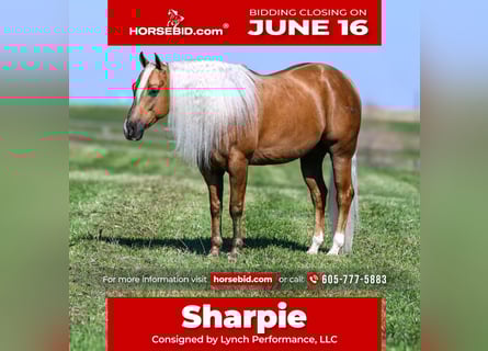 American Quarter Horse, Wallach, 4 Jahre, 150 cm, Palomino