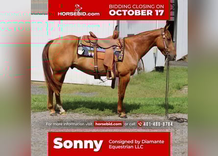 American Quarter Horse, Wallach, 4 Jahre, 150 cm, Red Dun