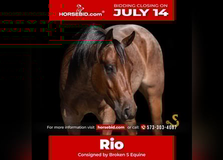 American Quarter Horse, Wallach, 4 Jahre, 150 cm, Roan-Bay