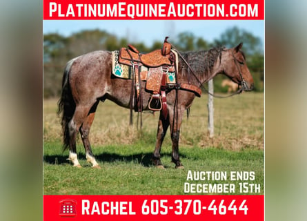 American Quarter Horse, Wallach, 4 Jahre, 150 cm, Roan-Bay