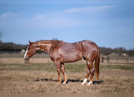 American Quarter Horse, Wallach, 4 Jahre, 150 cm, Roan-Red