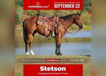 American Quarter Horse, Wallach, 4 Jahre, 150 cm, Rotbrauner