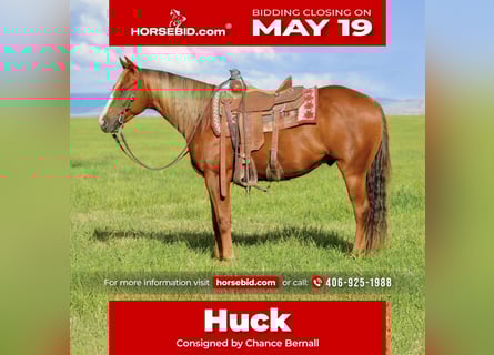 American Quarter Horse, Wallach, 4 Jahre, 150 cm, Rotfuchs