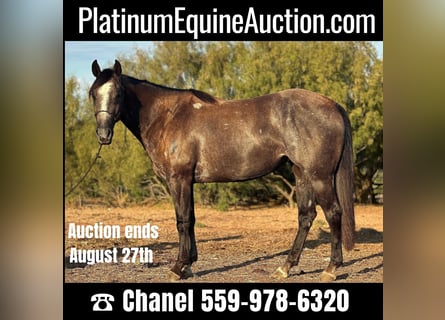 American Quarter Horse, Wallach, 4 Jahre, 150 cm, Schimmel