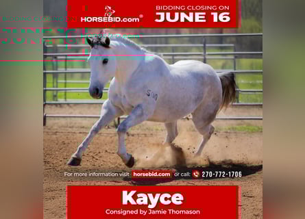 American Quarter Horse, Wallach, 4 Jahre, 150 cm, Schimmel