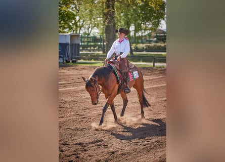 American Quarter Horse, Wallach, 4 Jahre, 152 cm, Brauner