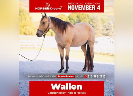 American Quarter Horse, Wallach, 4 Jahre, 152 cm, Buckskin