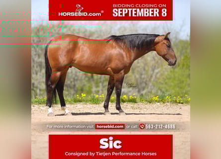 American Quarter Horse, Wallach, 4 Jahre, 152 cm, Falbe