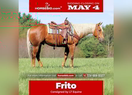 American Quarter Horse, Wallach, 4 Jahre, 152 cm, Palomino