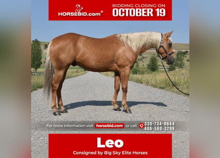 American Quarter Horse, Wallach, 4 Jahre, 152 cm, Palomino