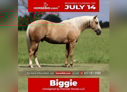 American Quarter Horse, Wallach, 4 Jahre, 152 cm, Palomino